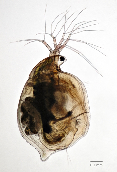 Photo of Simocephalus serrulatus by Ian Gardiner